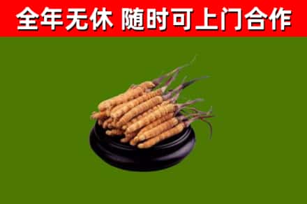 郎溪回收冬虫夏草