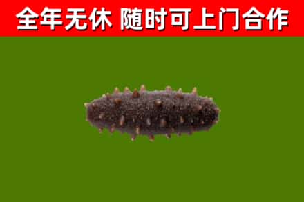 郎溪回收海参干